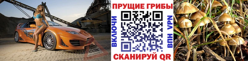 где купить наркоту  Лукоянов  Псилоцибиновые грибы Psilocybe 